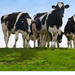 Meet your Posher, Jay